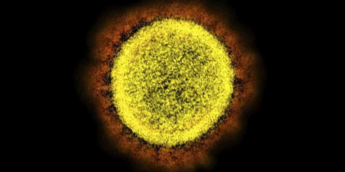 Coronavirus: se detectó la primera variante que combina dos subvariantes de Ómicron
