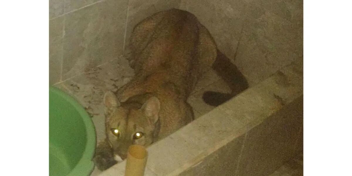 Fue al baño en plena madrugada y se llevó el susto de su vida: se encontró un puma