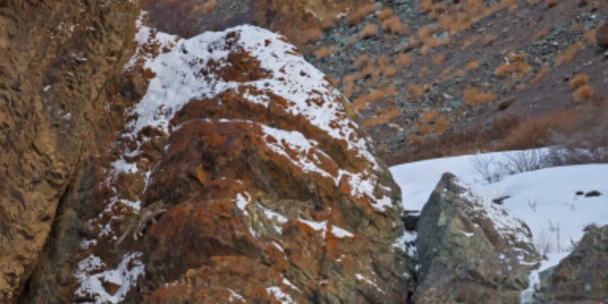 Reto visual nivel extremo: encontrá a los dos leopardos que se esconden entre las montañas del Himalaya