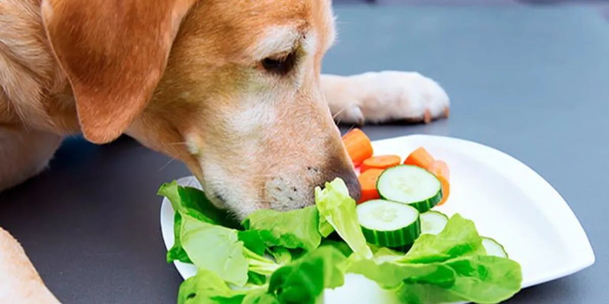 Qué verduras no pueden comer los perros y qué pasa si las ingieren por accidente