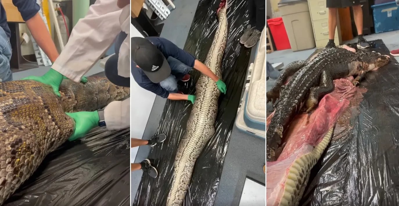 Encontraron un cocodrilo de 1,5 metros en el estómago de una boa