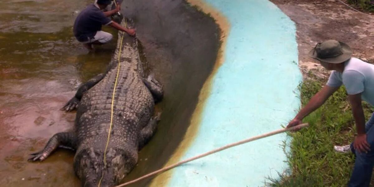 La historia detrás de la foto viral de Lolong, el cocodrilo en cautiverio más grande del mundo