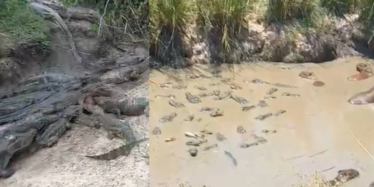 Yacarés y carpinchos se amontonaron en un charco de agua por la extrema sequía en Corrientes: “Es agobiante”