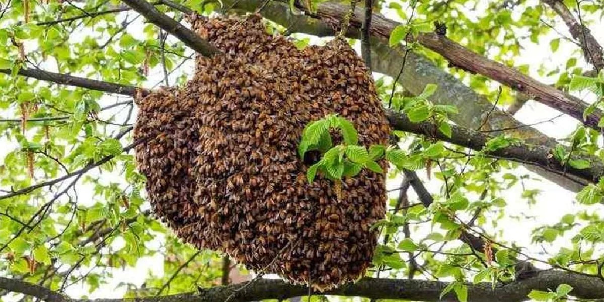 Cortaba ramas de un árbol, se llevó puesto un panal y lo atacaron 20 mil abejas: “Estuvo una semana en coma”