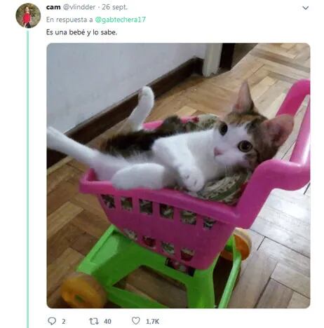 "Lugares raros donde encontraron a sus mascotas": el hilo de Twitter que se volvió viral
