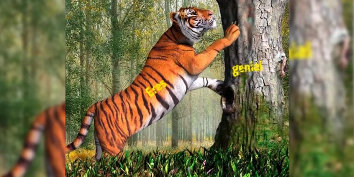 Reto visual: encontrá el mensaje oculto en la imagen del tigre de Bengala en 8 segundos