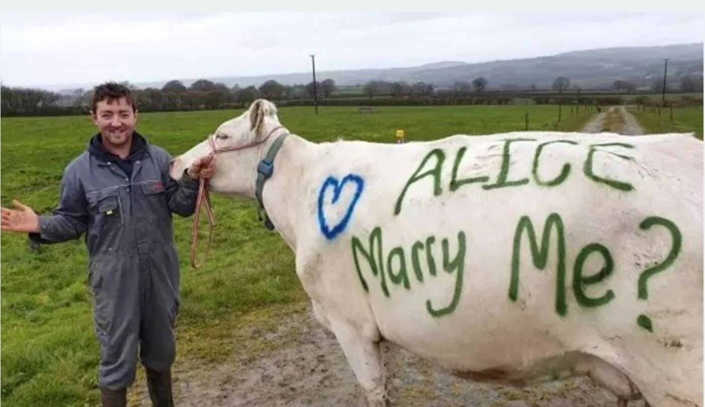 Propuesta de matrimonio en una vaca