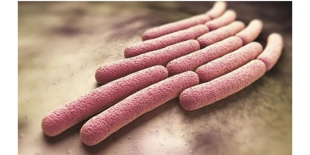 Qué es la shigella, la bacteria que está presente en la carne y terminó con la vida de dos hombres en Berazategui