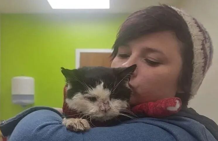Murió Maximus, un gato rescatado de las calles de Inglaterra que vivía con HIV.