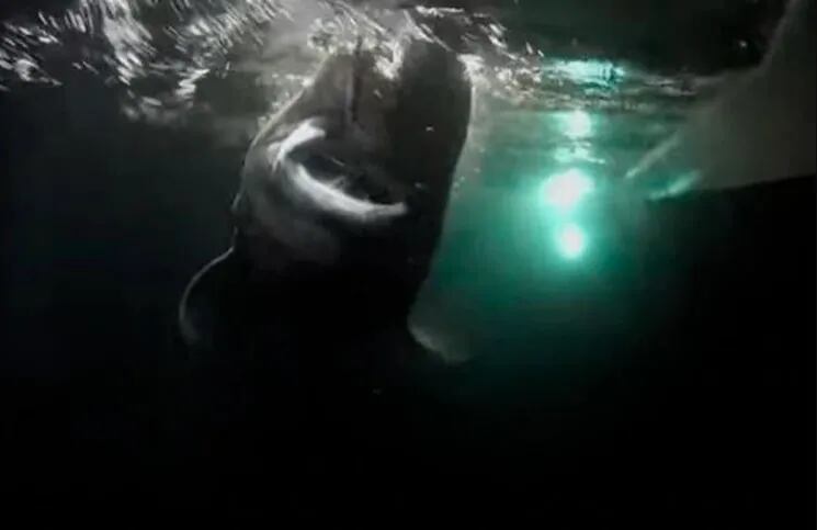 VIRAL | Querían atrapar al monstruo del Lago Ness pero descubrieron una especie nueva