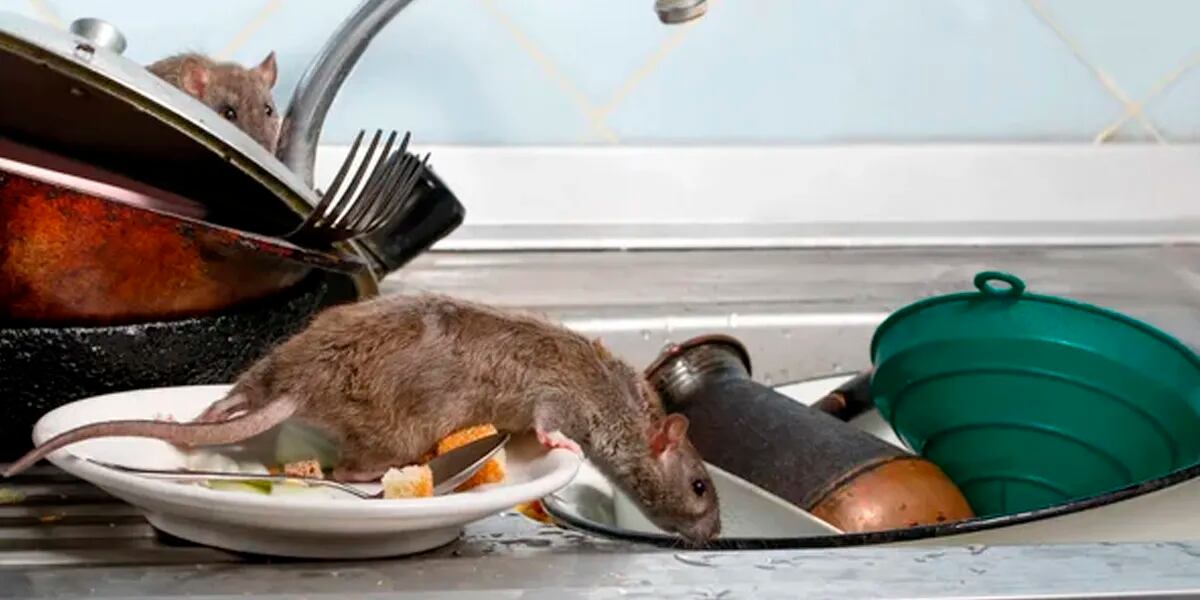 Publicó un video friendo una "rata empanada" y estalló la polémica en redes “Roedor a la cazuela”