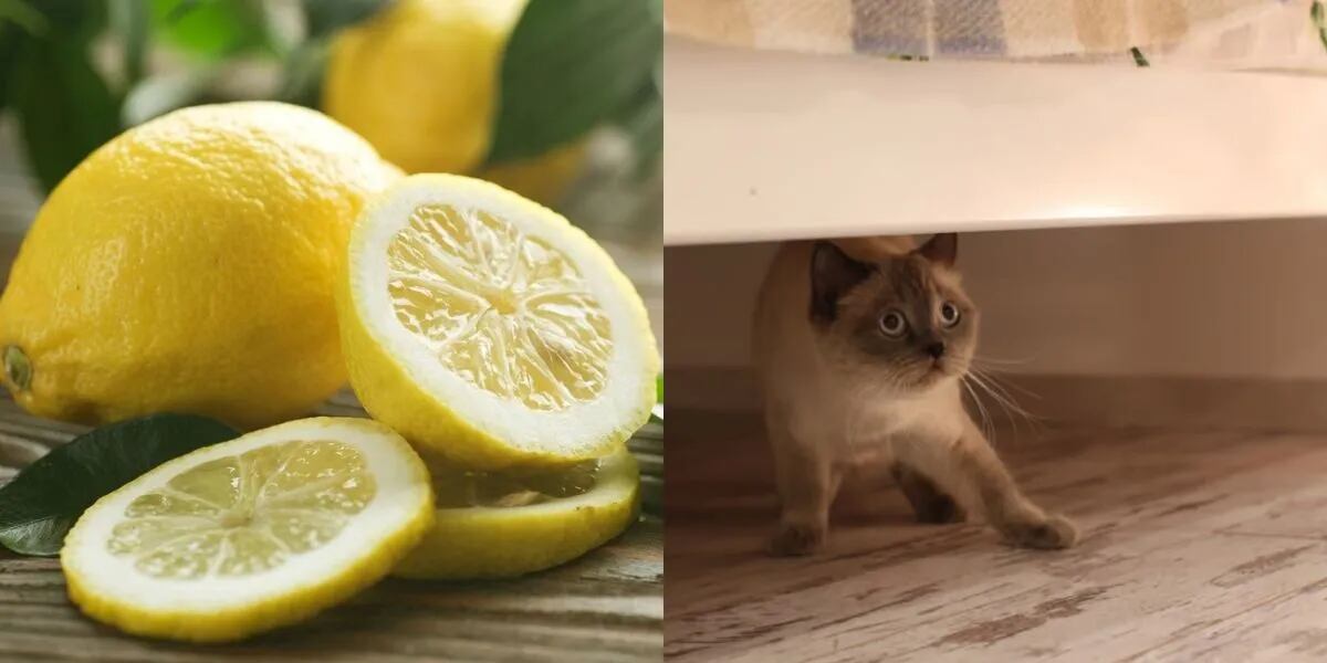 El secreto del ritual con limón para limpiar energías y dormir mejor: cuándo conviene hacerlo