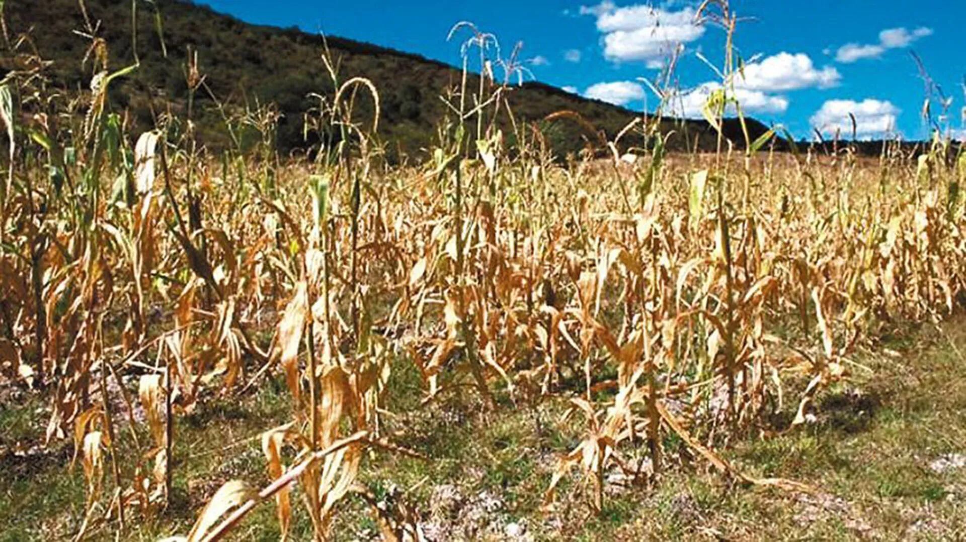Cultivos afectados por la falta de humedad y al sequía