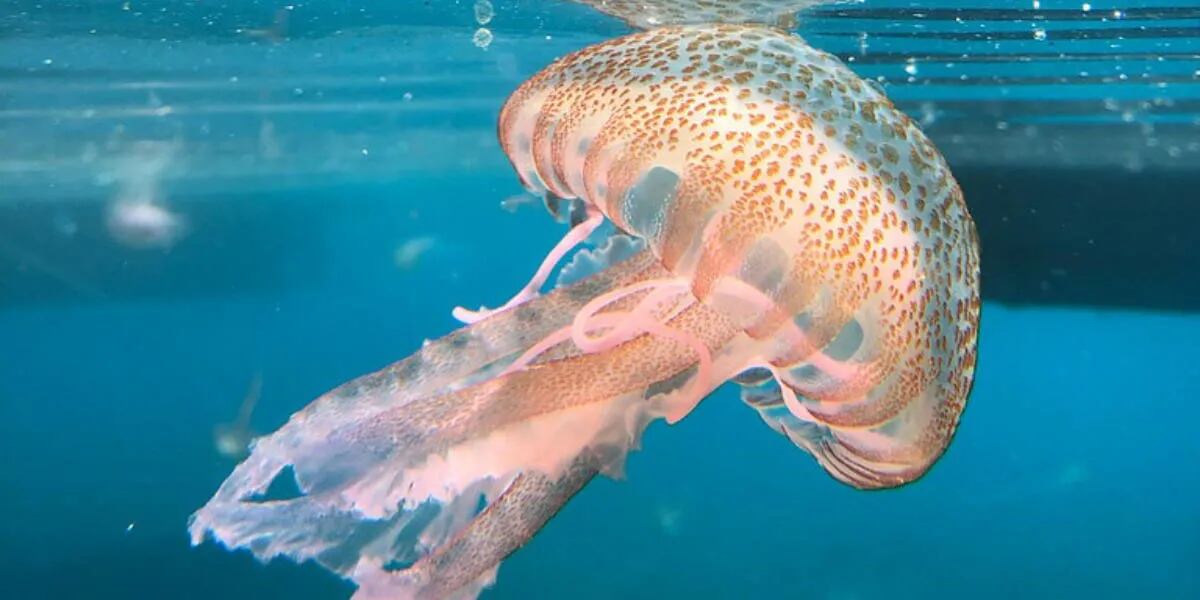 Así es la medusa ‘alien’ que encontraron y que es única: “40 kilos”