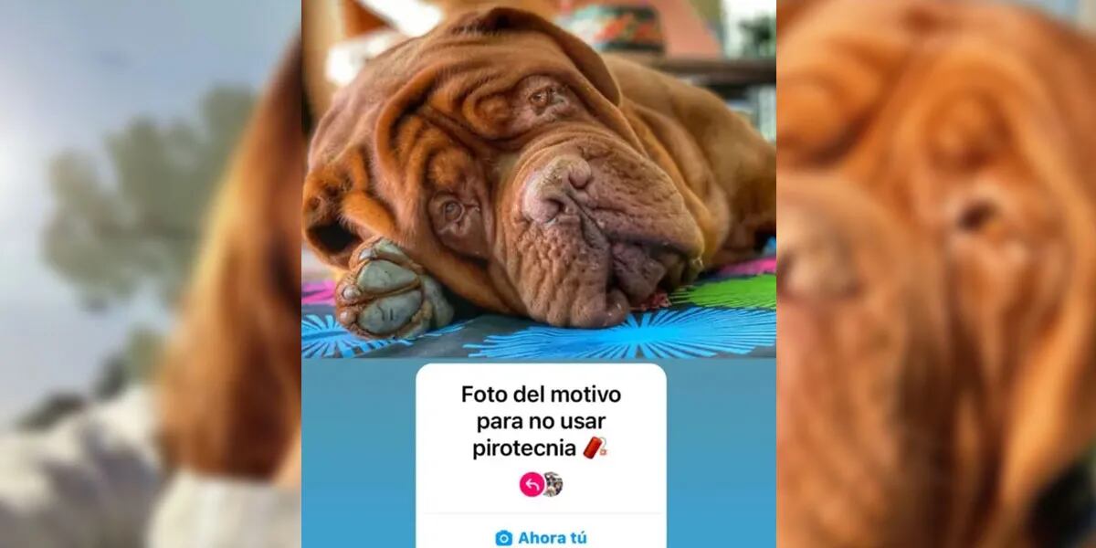Antonela Roccuzo compartió una tierna foto de su perro Hulk y le hizo un fuerte pedido a sus seguidores