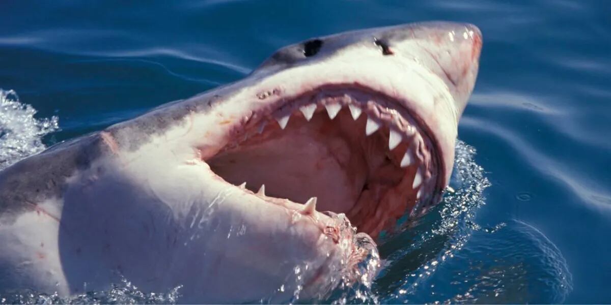 Nadaba en la costa, un tiburón lo agarró desprevenido y lo mató: lograron filmar al animal antes de la tragedia