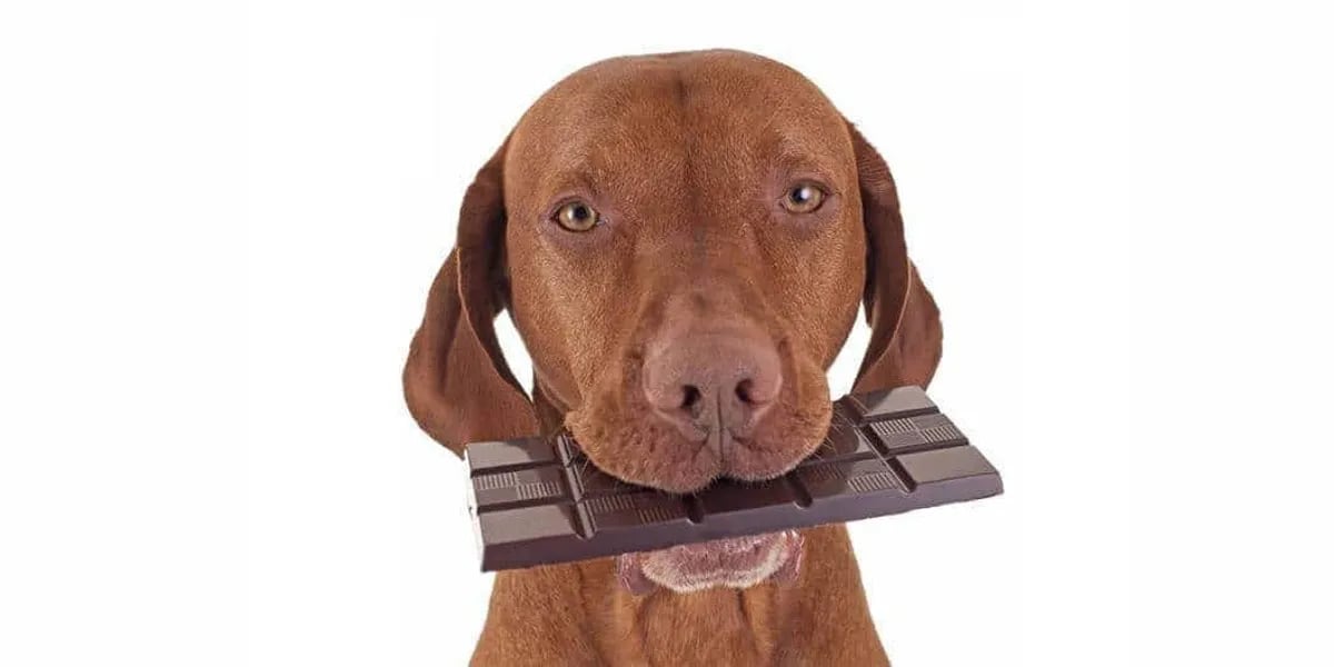Porque los perros tienen prohibido comer chocolate