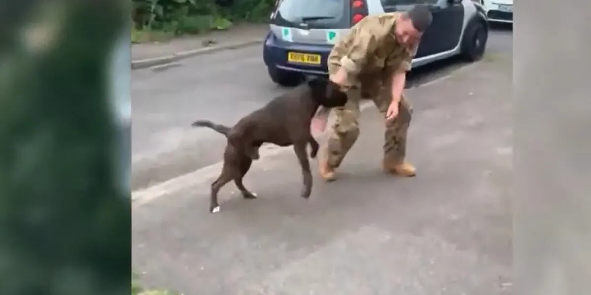 El apasionante reencuentro entre un militar y su perro guardián curado de cáncer
