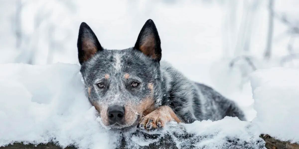 Una nena de 10 años sobrevivió a una tormenta de nieve porque se abrazó a un perro callejero