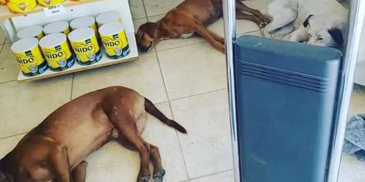 Ante la ola de calor extremo, una farmacia abrió sus puertas para que los perros callejeros se refresquen