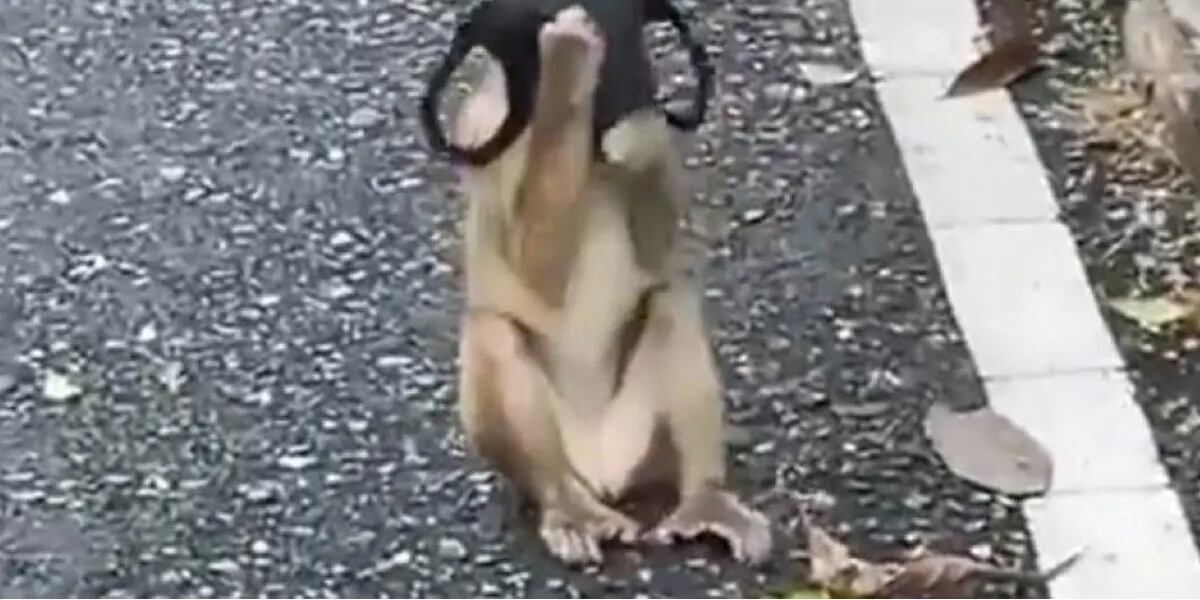 Video: un mono encontró un barbijo en la calle, mostró la manera correcta de ponérselo y se volvió viral