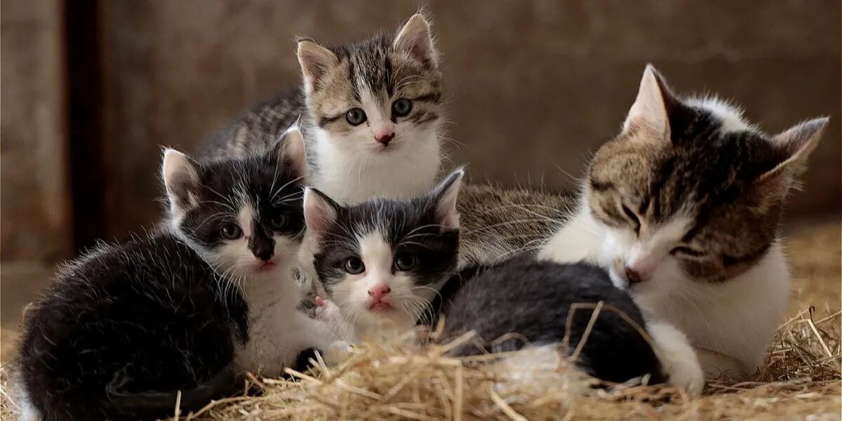 Día Internacional del Gato: por qué se celebra el 20 de febrero