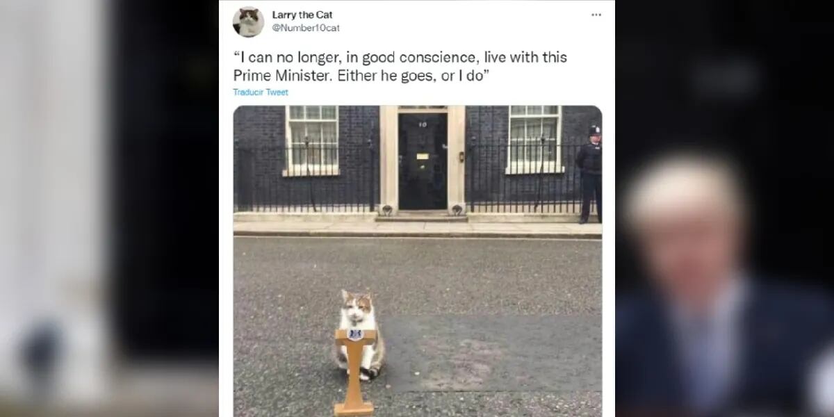 El gato de Reino Unido que tiene un cargo público pidió que se vaya Boris Johnson: "No puedo más"