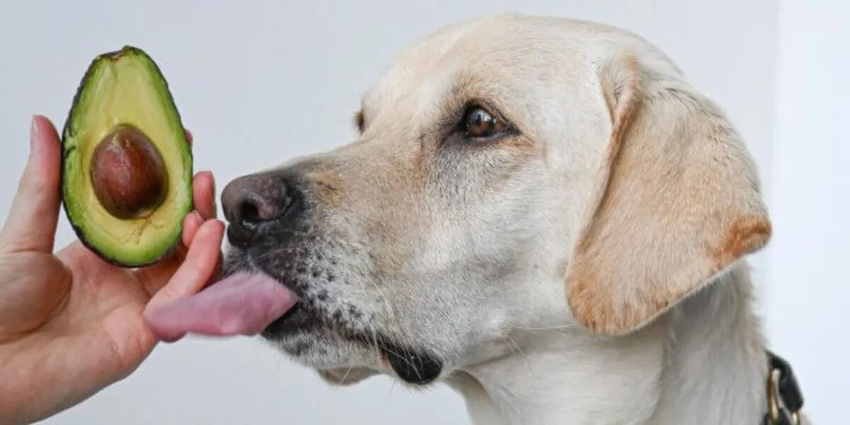 Qué pasa si un perro come por accidente palta y por qué se considera un alimento dañino