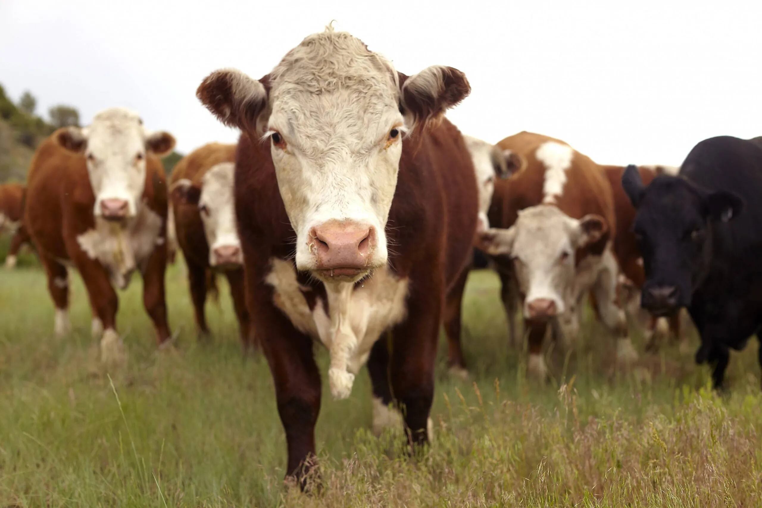Plan de prevención de enfermedades sexuales en bovinos en la provincia de Buenos Aires 