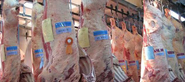La cadena cárnica analizó los cambios para el envío de ganado a faena a la UE