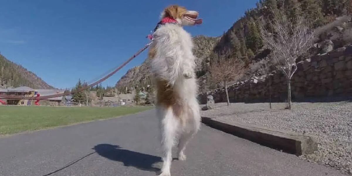 La trágica historia detrás del perro que camina en dos patas y es furor en las redes: “No pensamos que lo lograría”