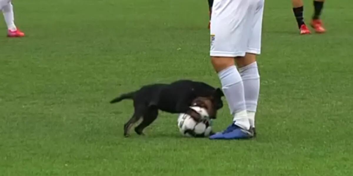 “Dognaldo”: un perro interrumpió un partido y le hizo un caño a uno de los jugadores