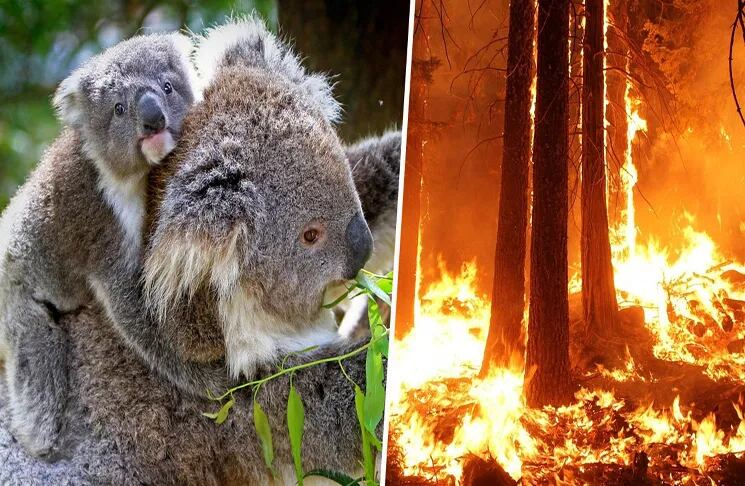 Un Koala que fue hallado quemado y deshidratado tras un incendio forestal