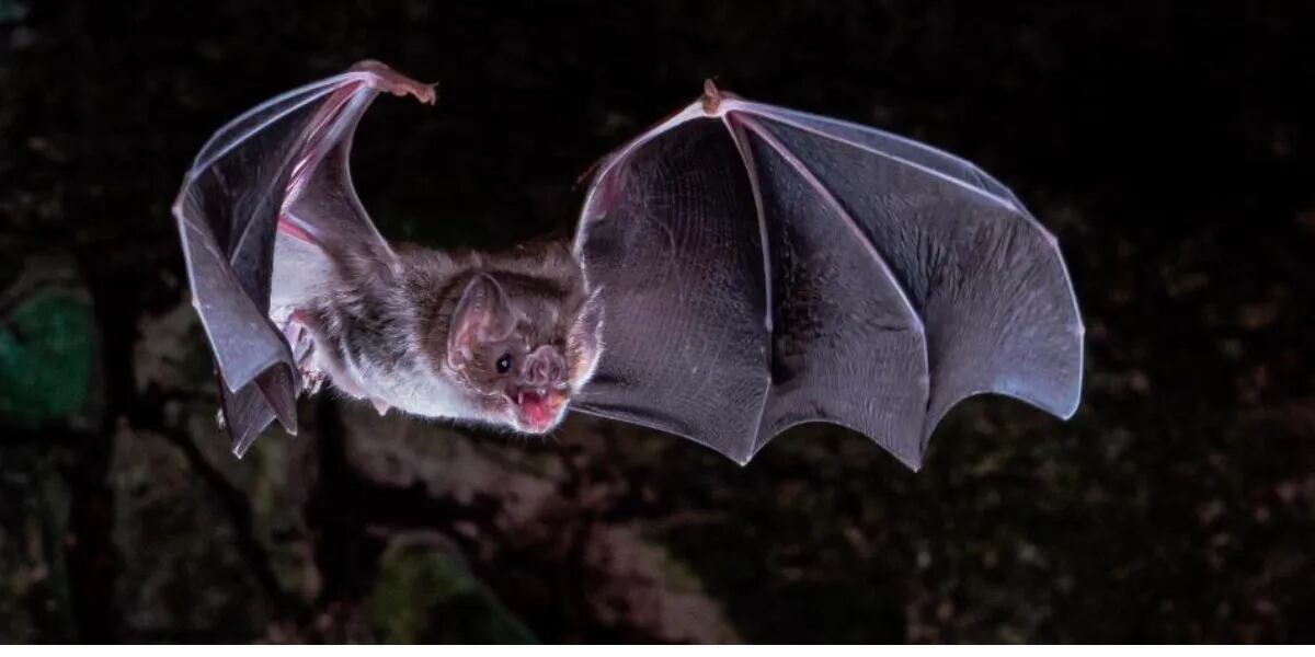 🔴 Descubren un virus en un murciélago ruso similar al coronavirus que podría infectar a humanos 