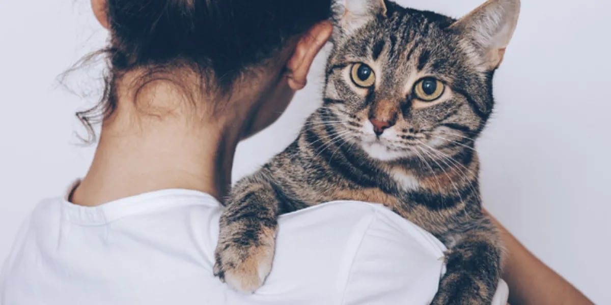 5 costumbres que los gatos odian de los humanos