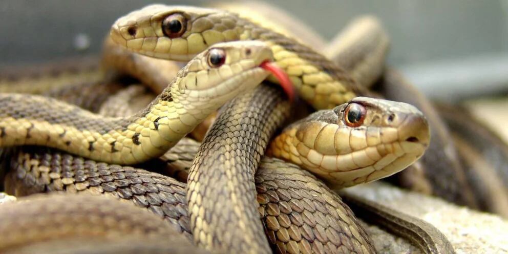 Video: la alocada persecución de una serpiente a una rata casi causa un  accidente en un local | La 100