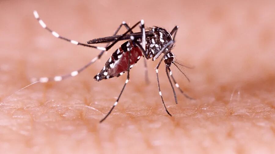 Preocupación por el aumento significativo de casos de dengue en la Argentina