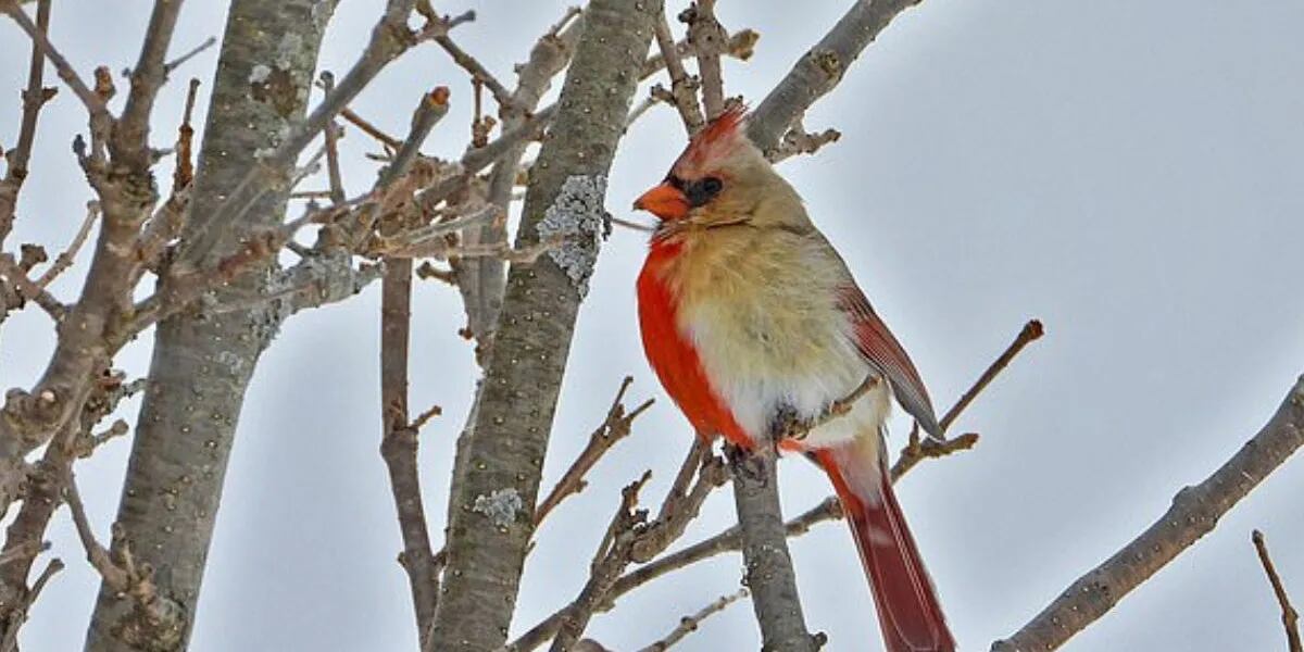 “Único en la vida”: un observador de aves vio un cardenal extremadamente raro mitad macho y mitad hembra