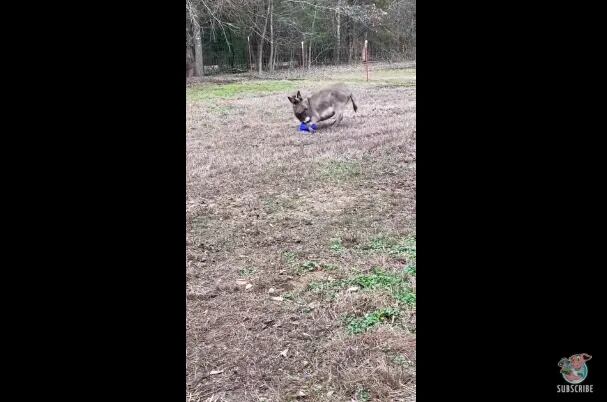 Viral: le regalaron una pelota a un burro y reaccionó... ¡igual que un perro!