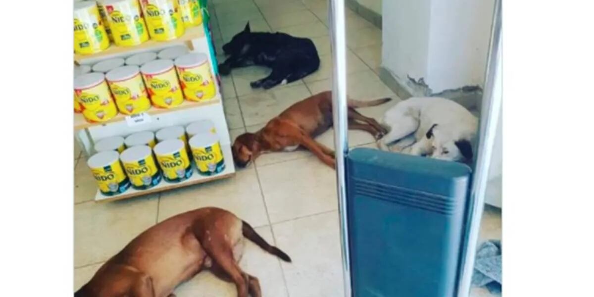 Ante la ola de calor extremo, una farmacia abrió sus puertas para que los perros callejeros se refresquen