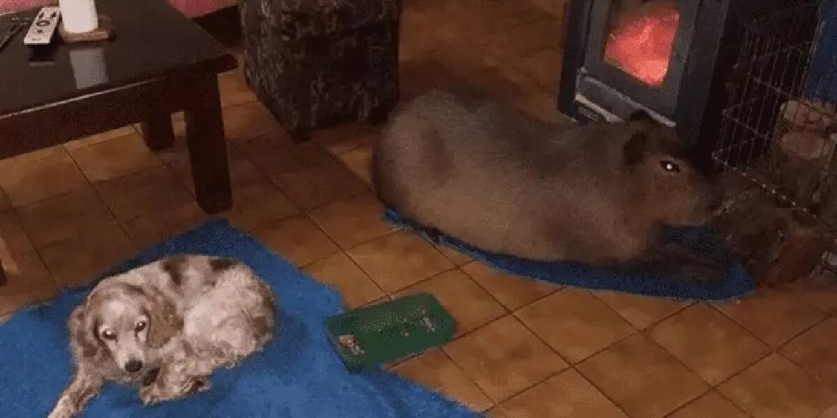 La historia de la familia que adoptó un carpincho: duerme con ellos y juega con los perros