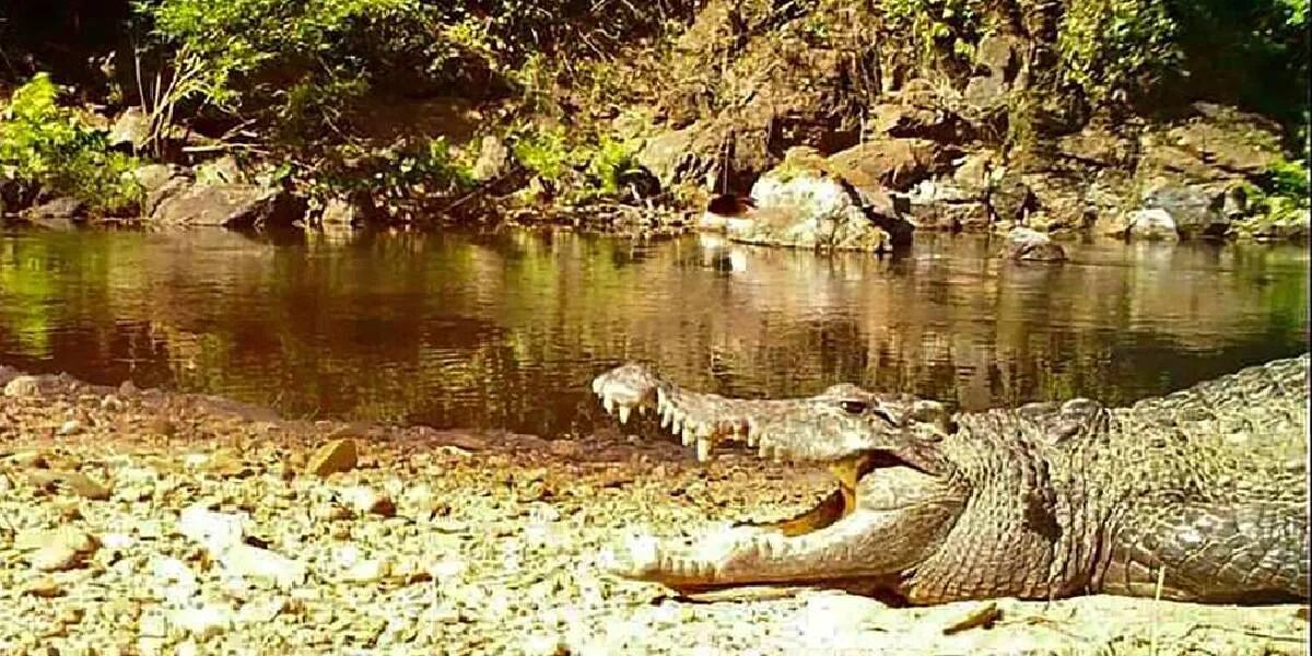 Logran fotografiar a un cocodrilo siamés que está en peligro de extinción