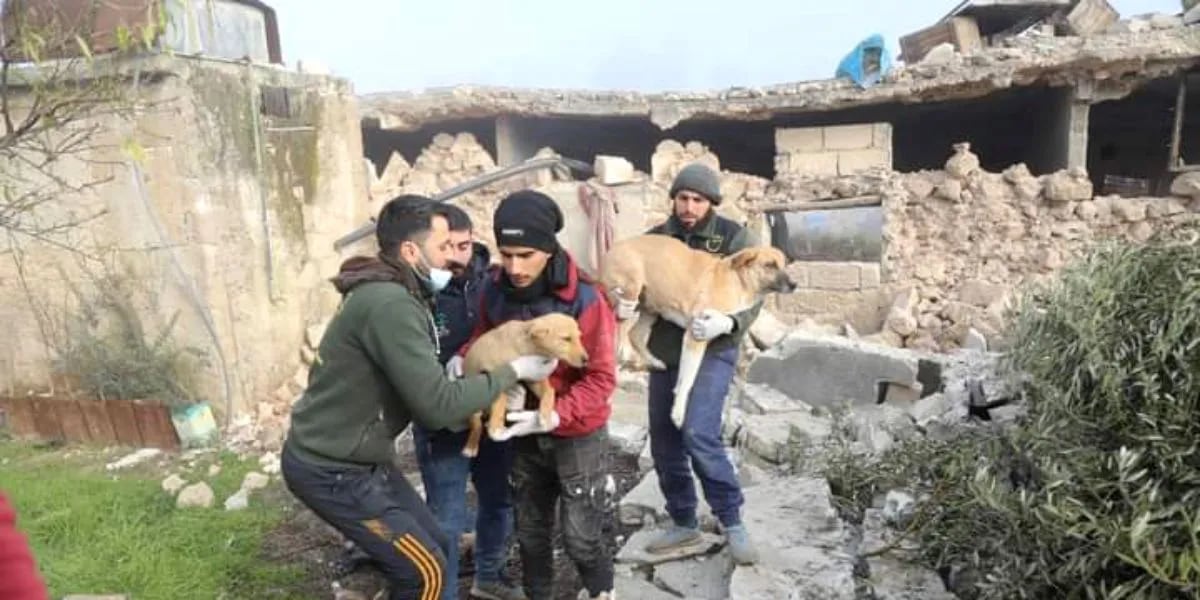 El santuario de Siria que se convirtió en la esperanza para los animales abandonados tras los terremotos: “Pocos se salvan”
