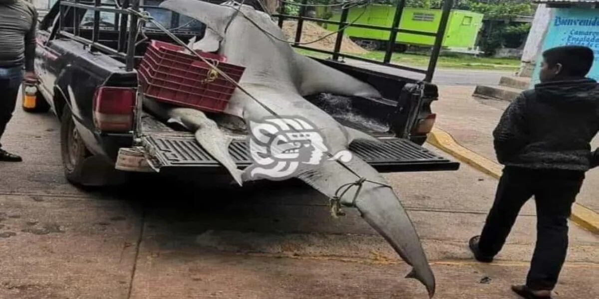 La foto del Tiburón martillo que generó repudio en las redes