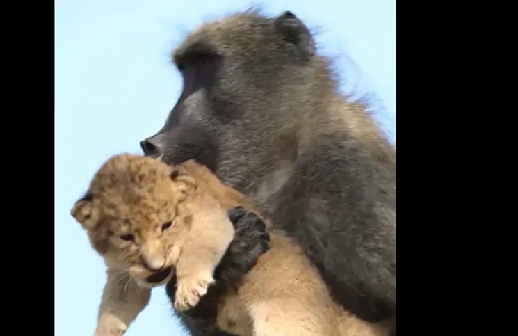 Como el Rey León: un mono se roba a un cachorro león y recrea la escena | La 100