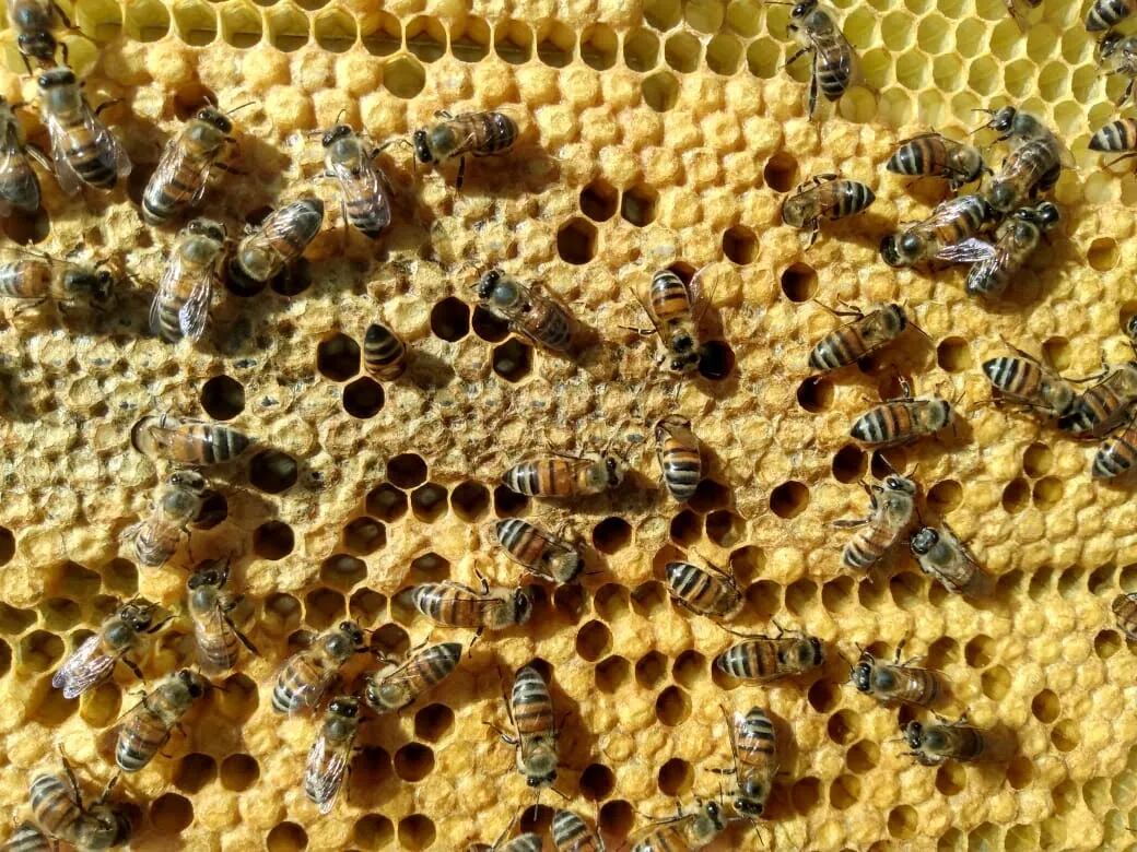 ¿Cómo se desarrolla la apicultura en Argentina?