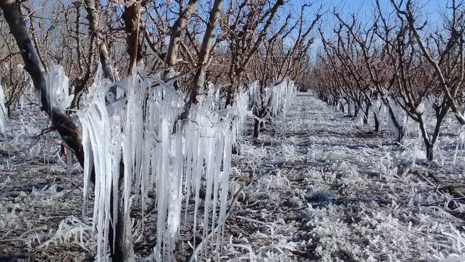 Se destinará $2500 millones para asistir a las provincias que sufrieron las fuertes heladas 