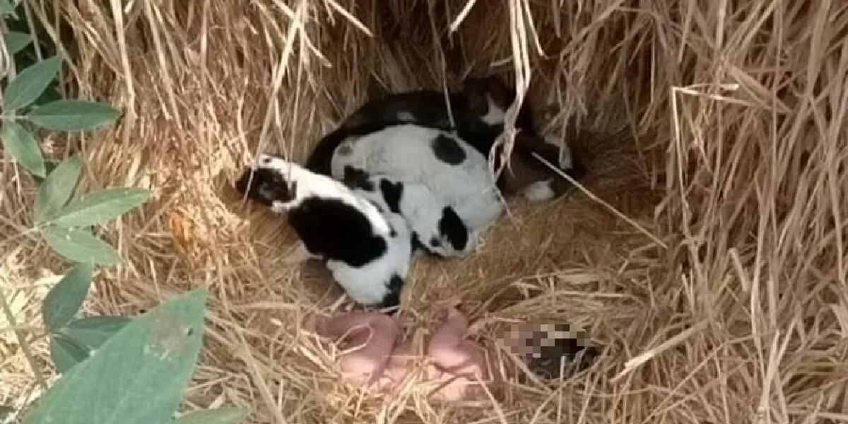 Abandonaron una bebé recién nacida en medio del campo y sobrevivió gracias al calor de unos cachorritos