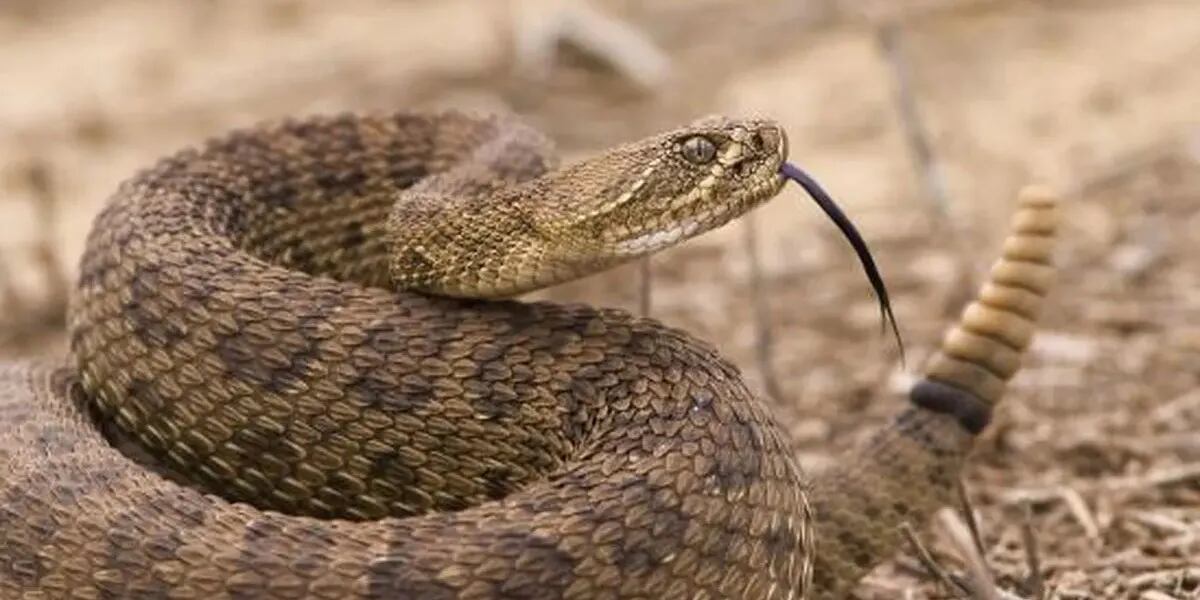 Encuentran viva una serpiente que estuvo dos años atrapada sin comer ni beber y crece el misterio