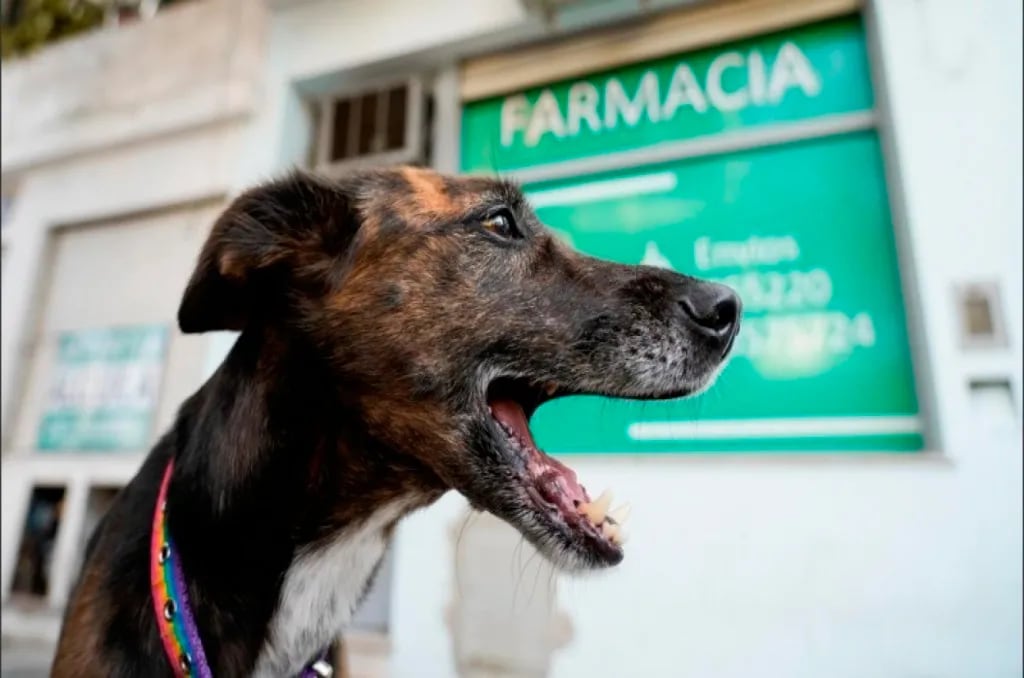 Habilitan en farmacias la venta de medicamentos recetados por veterinarios para animales de compañía